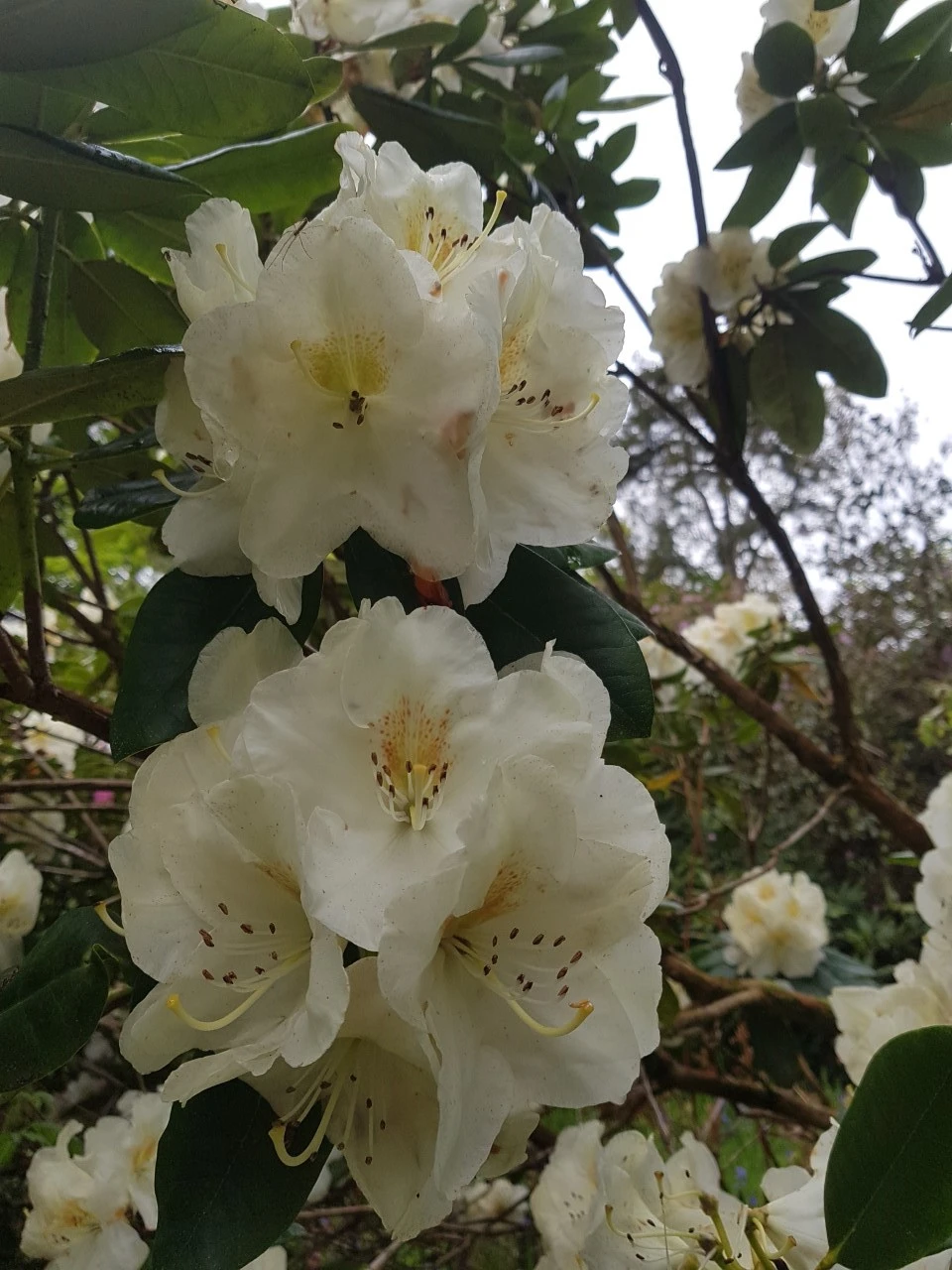 'Phyllis Korn'